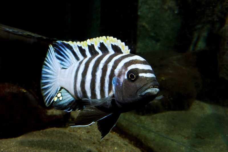 Cynotilapia zebroides 'Hai (Chimate) Reef'